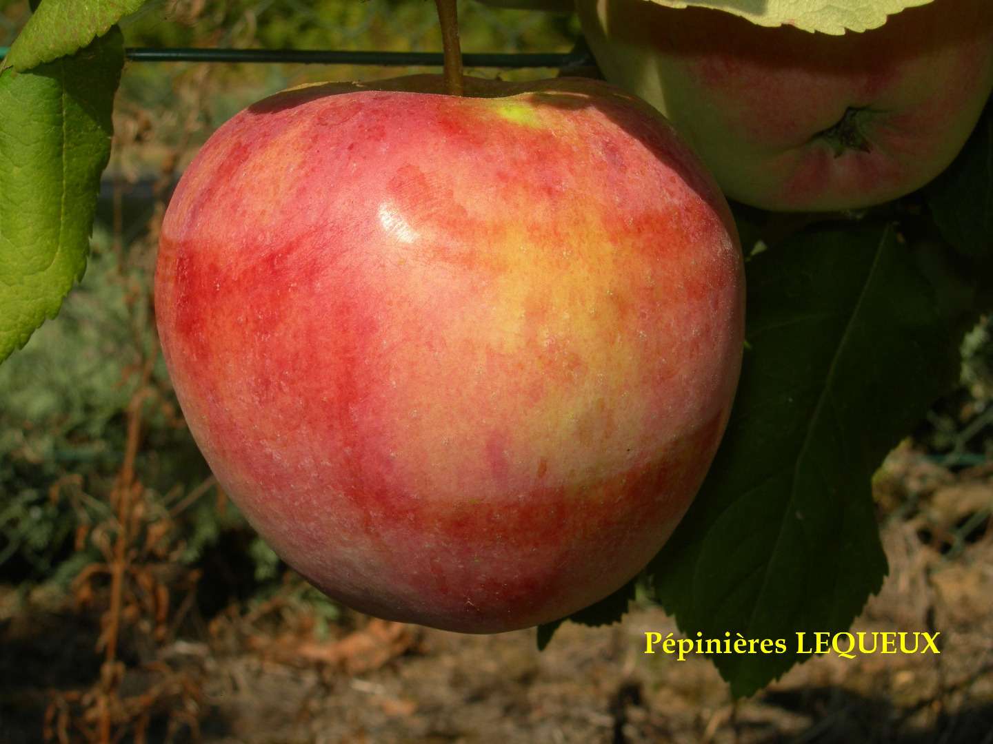 GRAND ALEXANDRE Pomme d'automne, ancienne variété