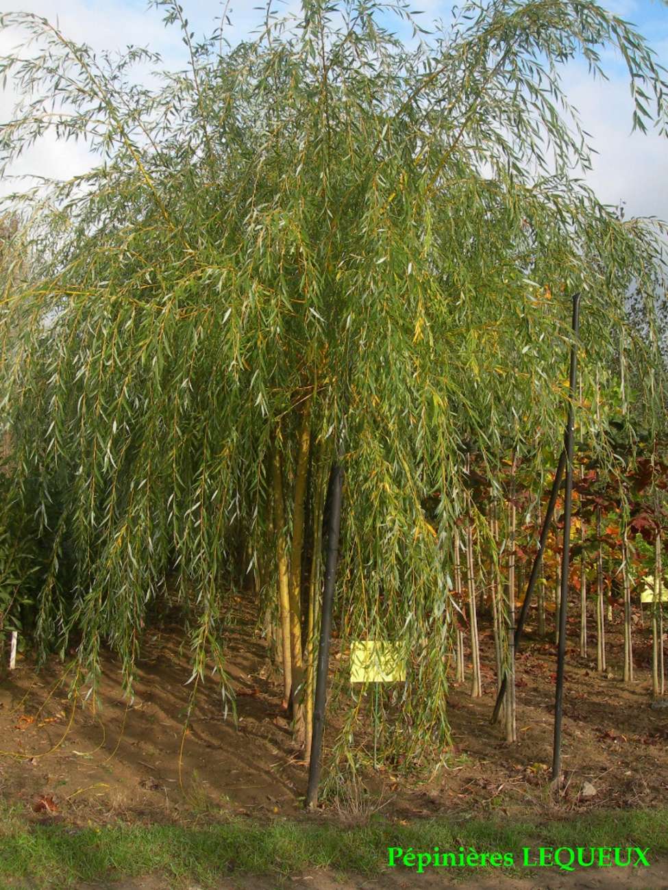 SAULE PLEUREUR