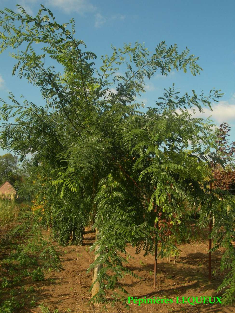 SOPHORA DU JAPON