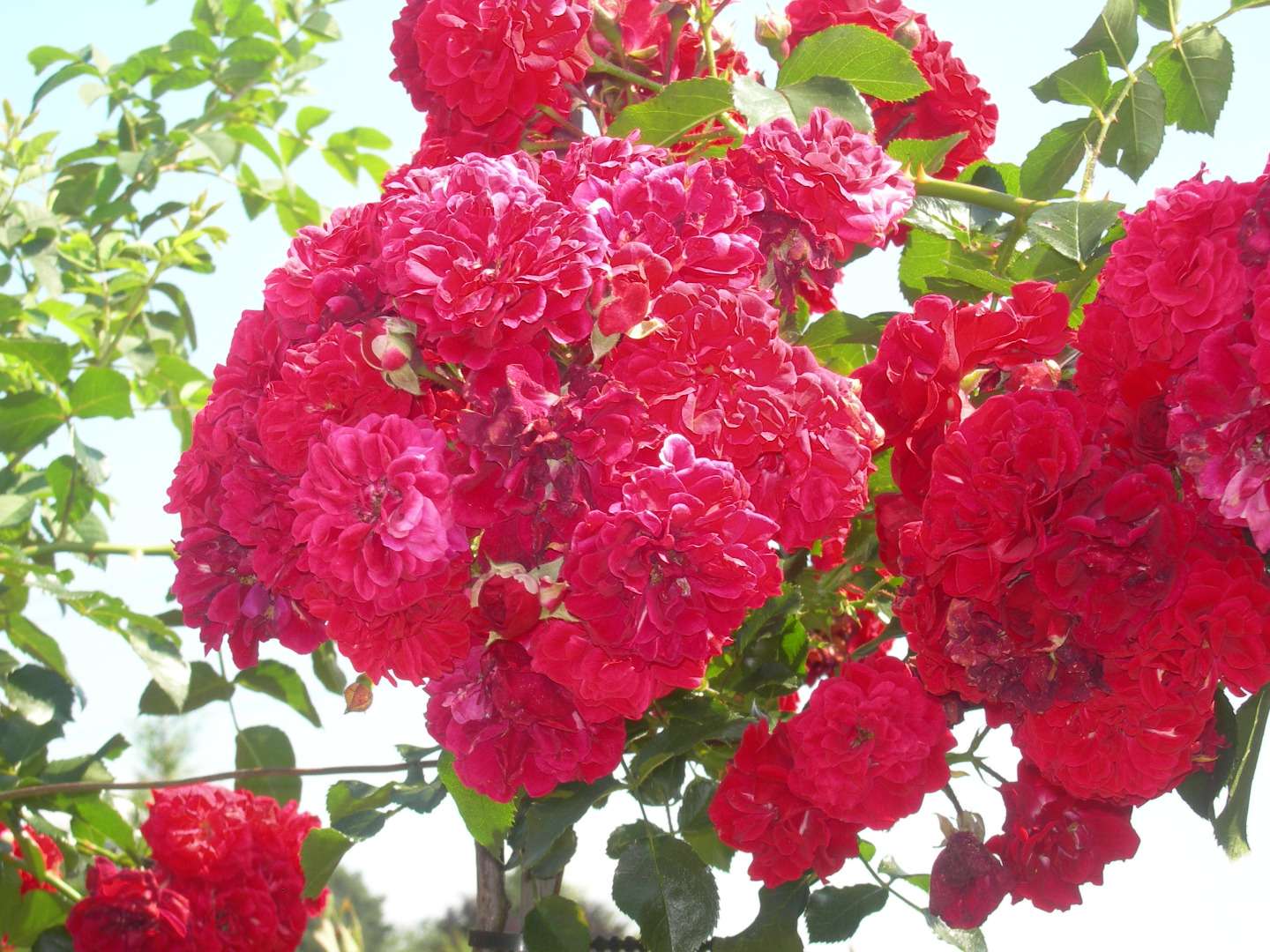 ROSIER HELLO