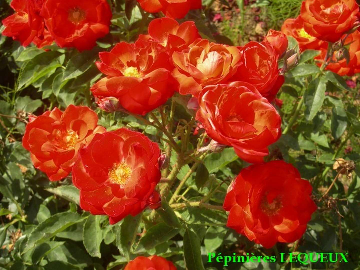 ORANGE SENSATION