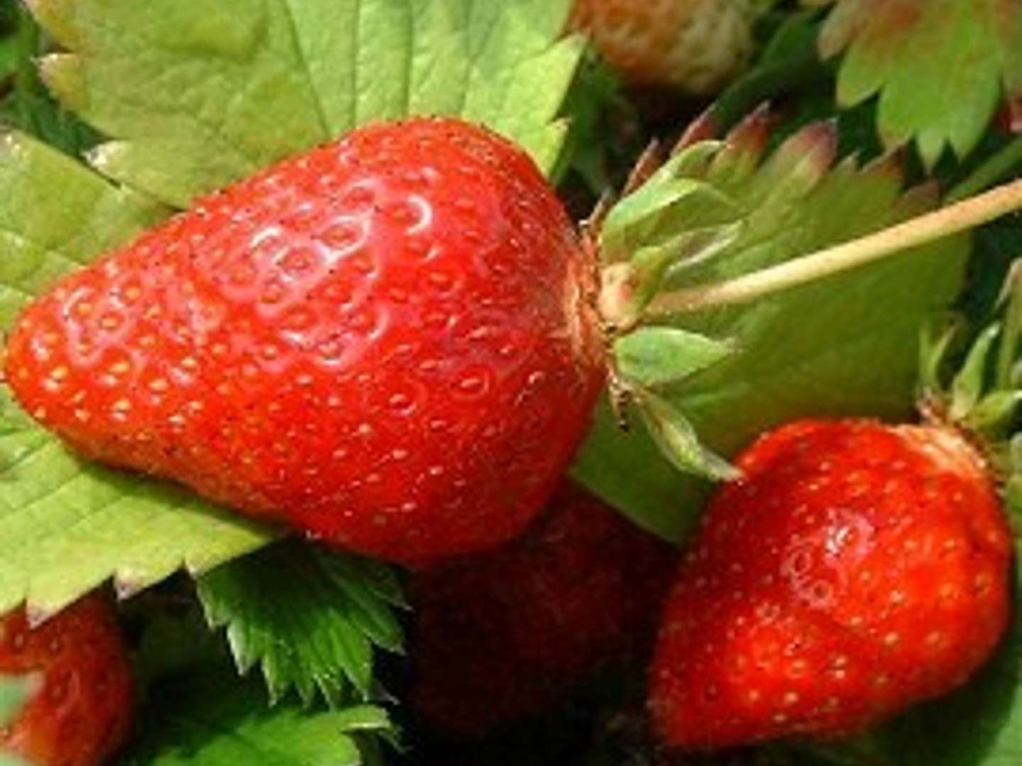 FRAISIER