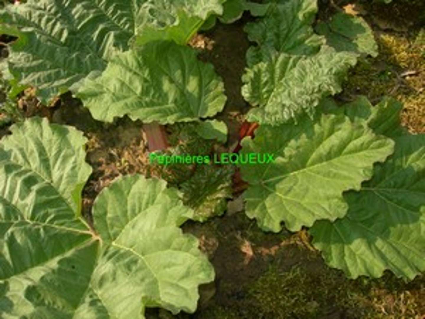 RHUBARBE