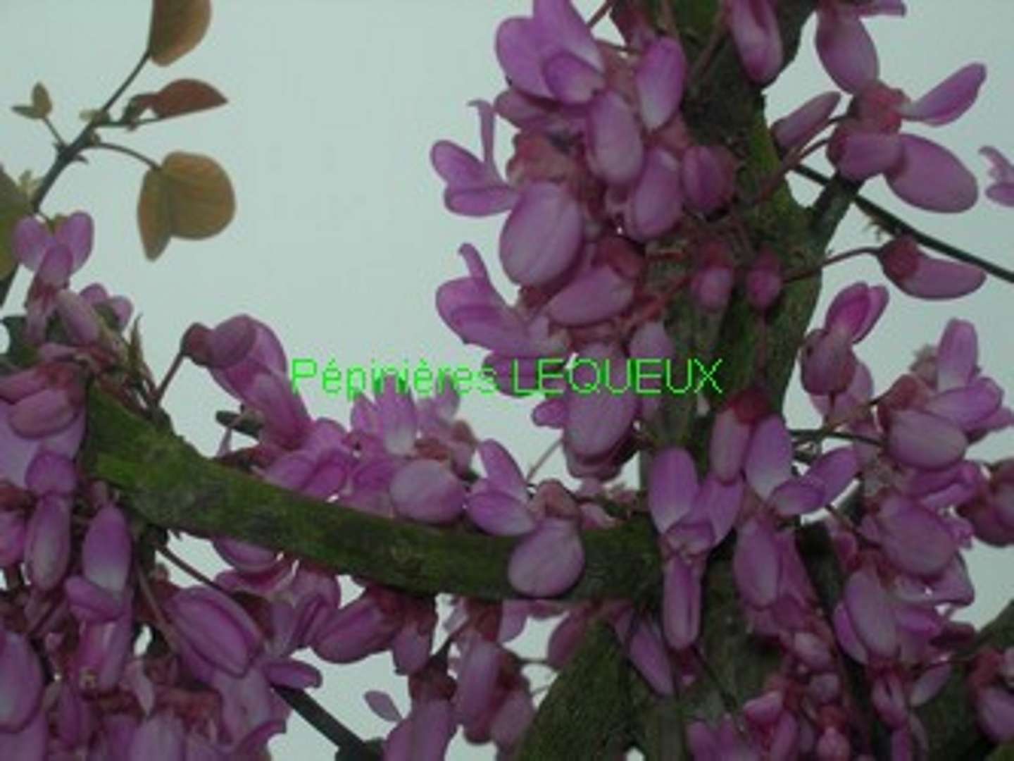 ARBRE DE JUDEE
