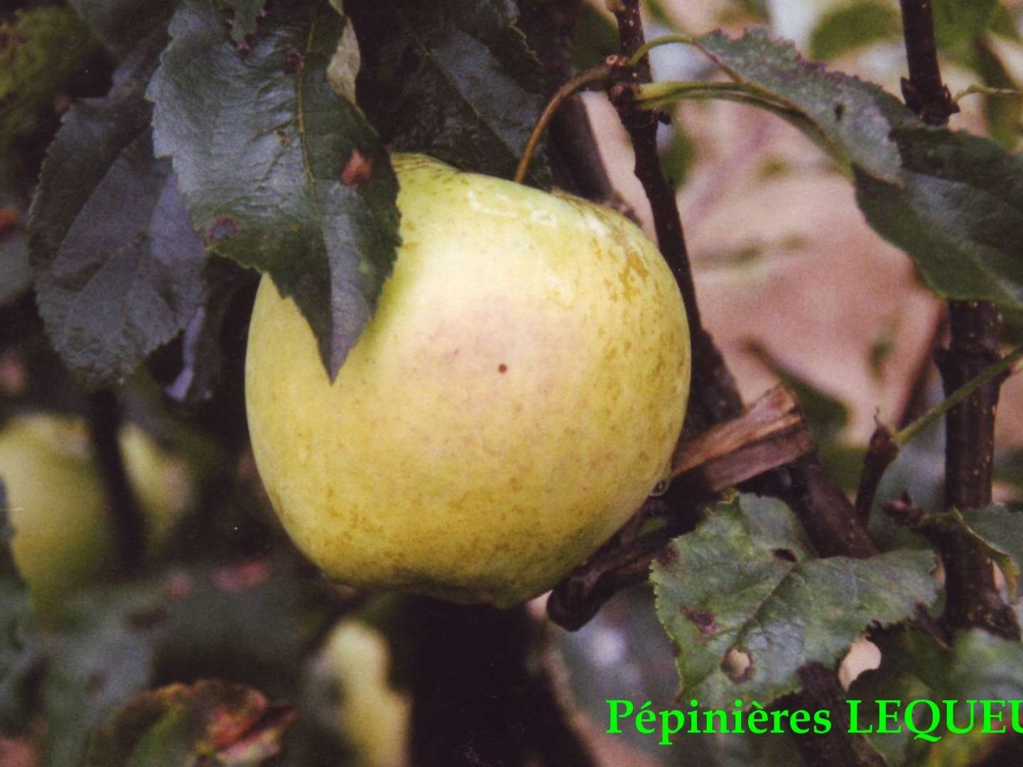 GOLDEN DELICIOUS