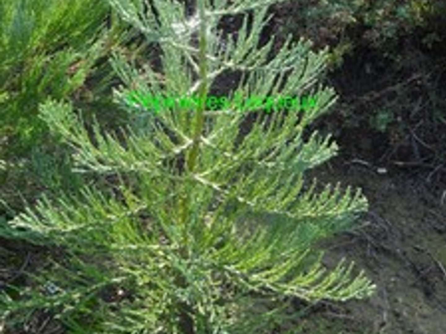 SEQUOIA GEANT