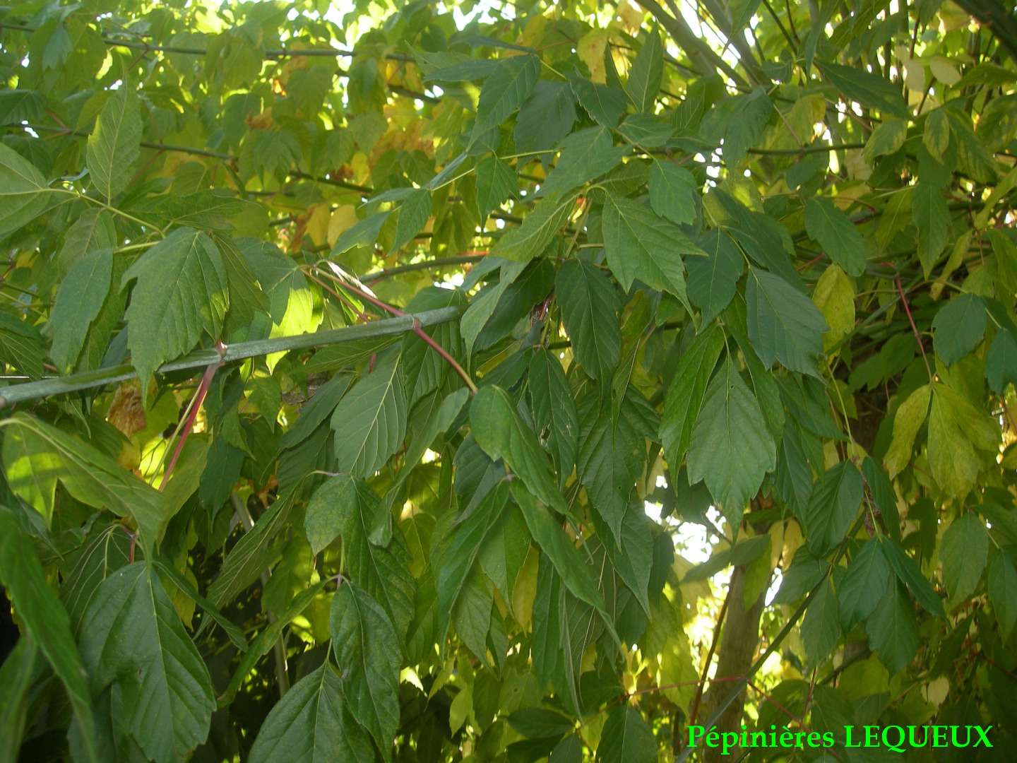 ÉRABLE A FEUILLES DE FRÊNE