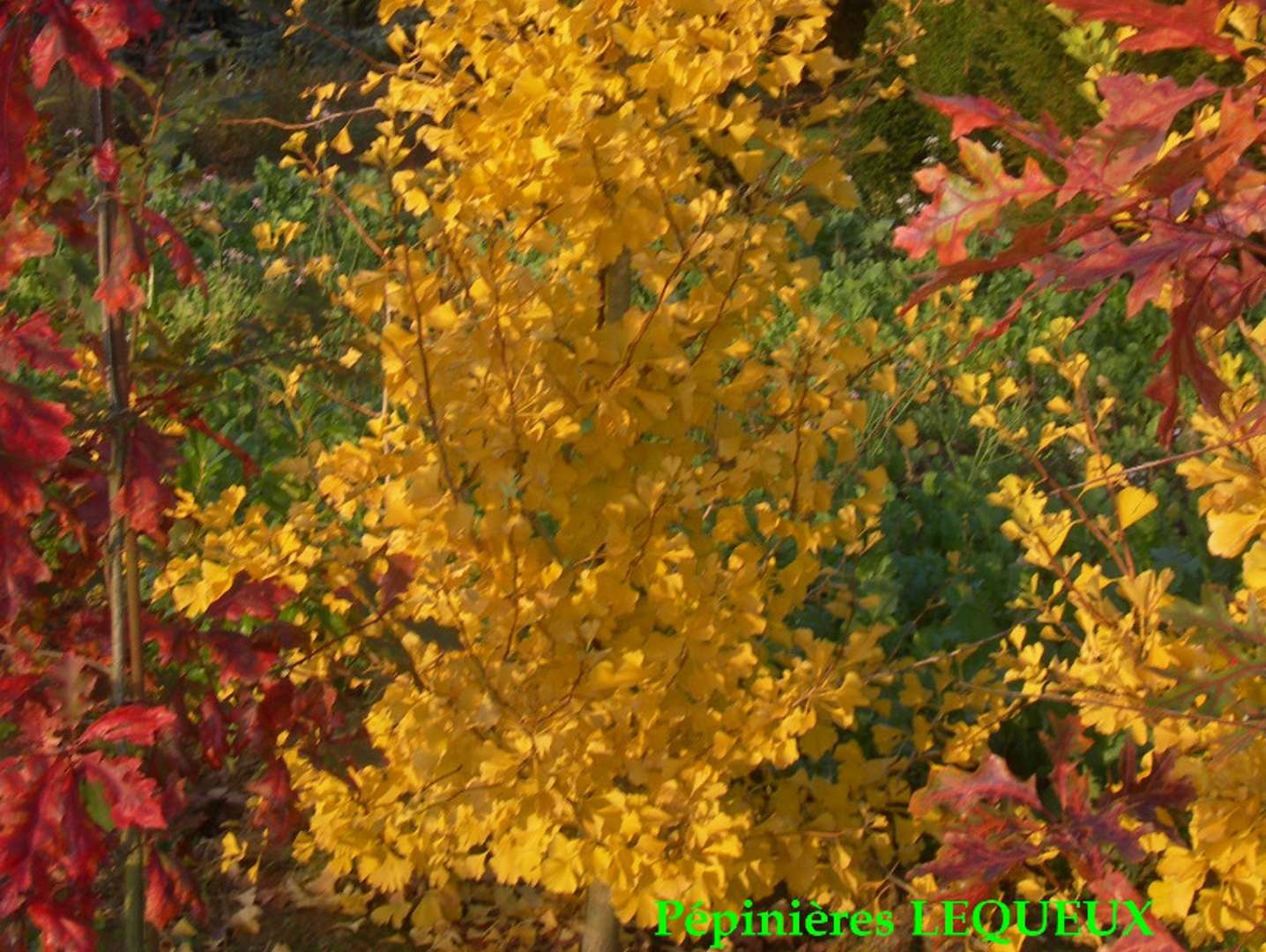 GINKGO BILOBA