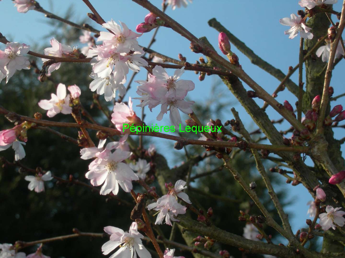 CERISIER SUBHIRTELLA Arbre à Fleur , floraison rose hivernale