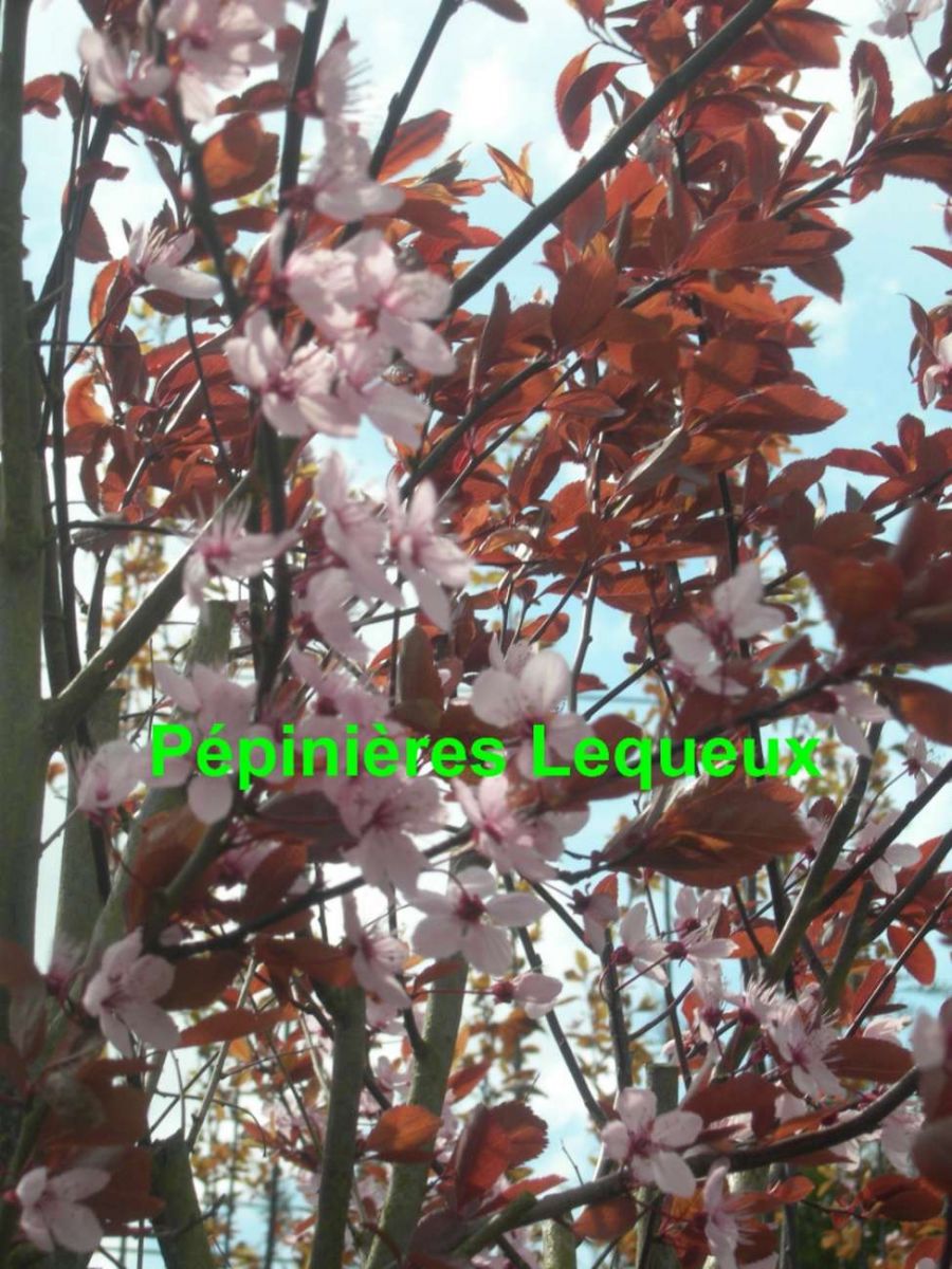 PRUNUS POURPRE Arbre à Fleur