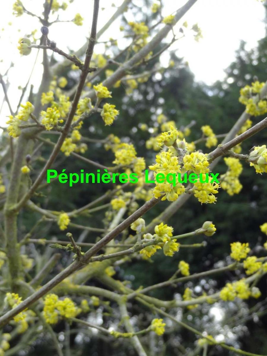 CORNUS TIGE Arbre à Fleur