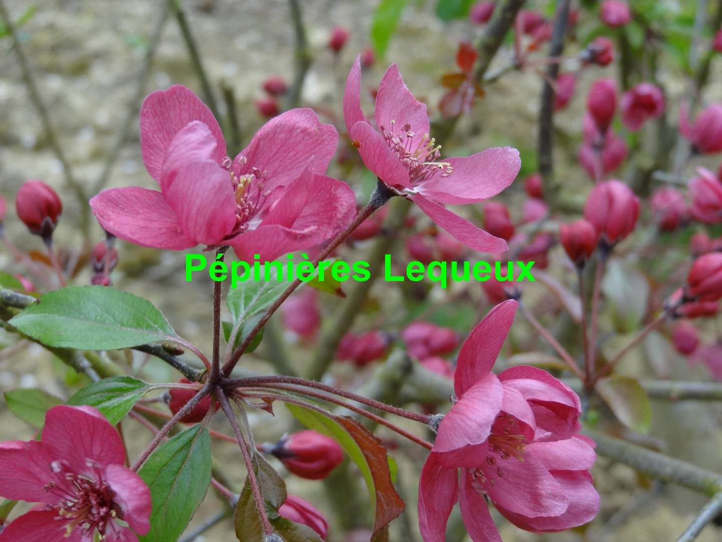 MALUS FLORIBUNDA Aldenhamensis