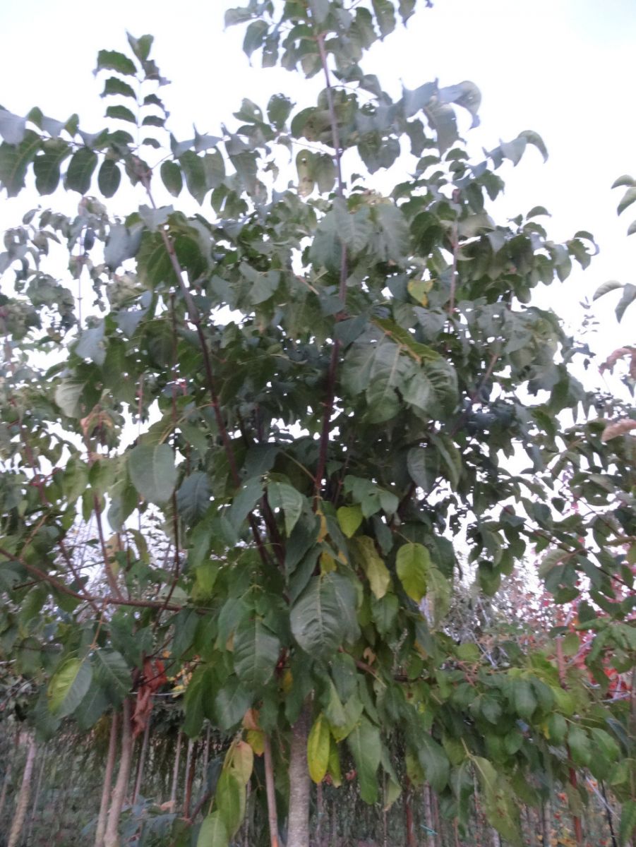 ARBRE A MIEL Arbre aux cent mille fleurs