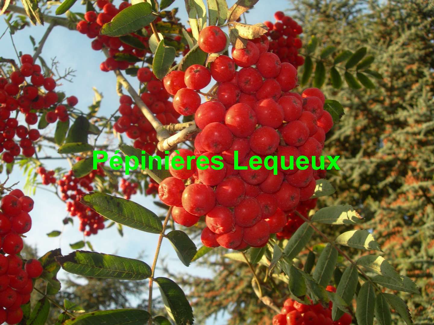 SORBIER DES OISEAUX Arbre à Fleur