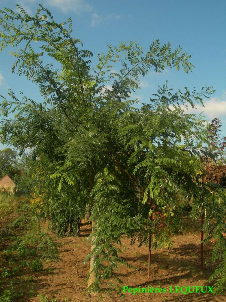 SOPHORA DU JAPON Arbre à Fleur