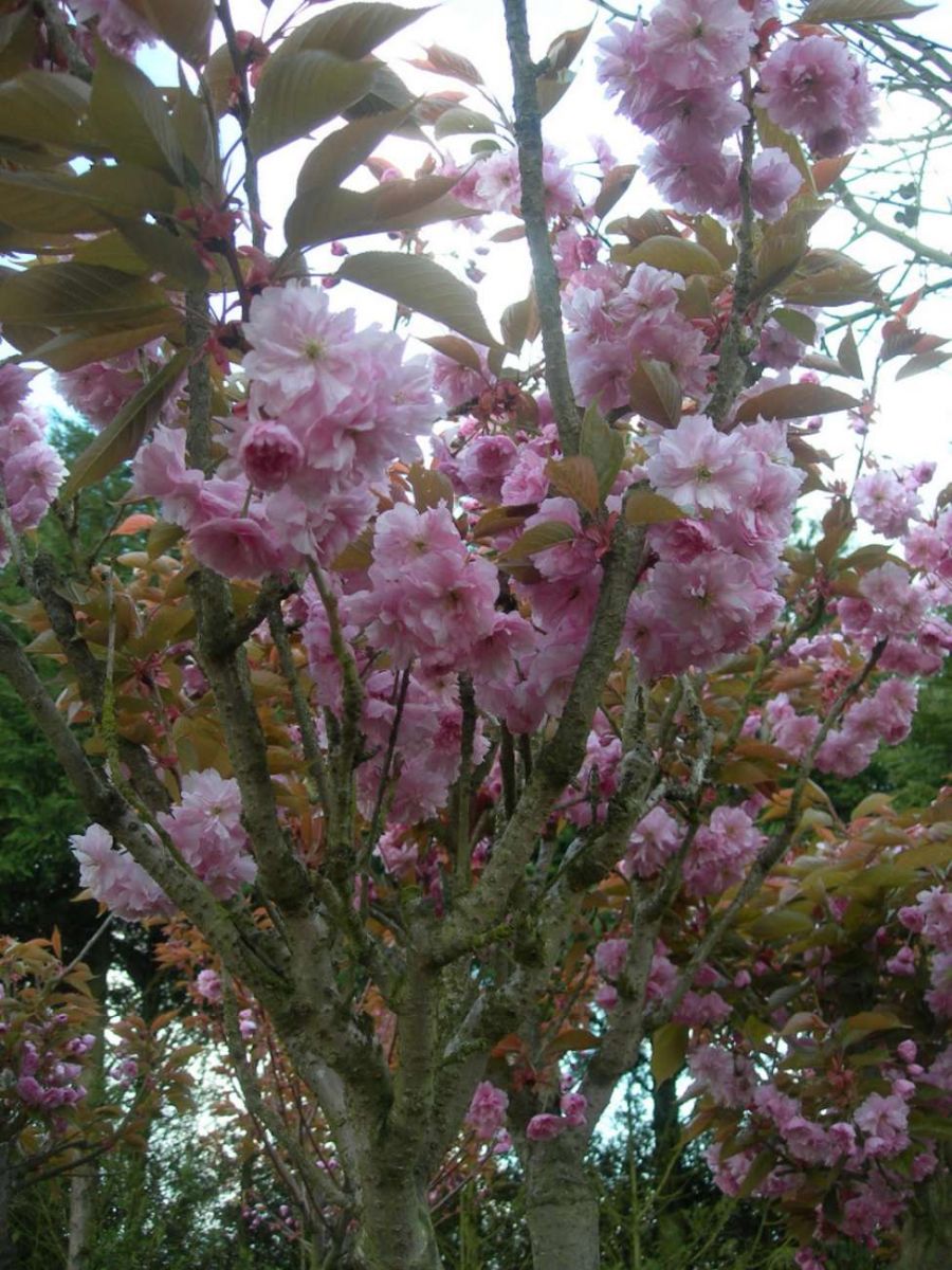 CERISIER DU JAPON KANZAN Arbre à Fleur