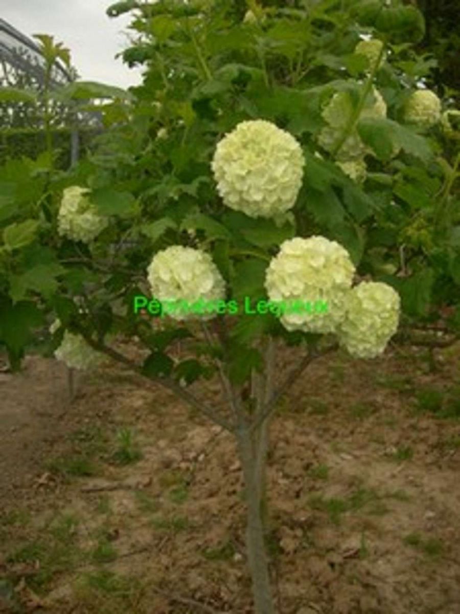 VIBURNUM TIGE Arbre à Fleur