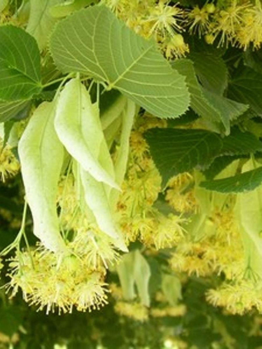 TILLEUlL DE HOLLANDE Arbre à Fleurs parfumées