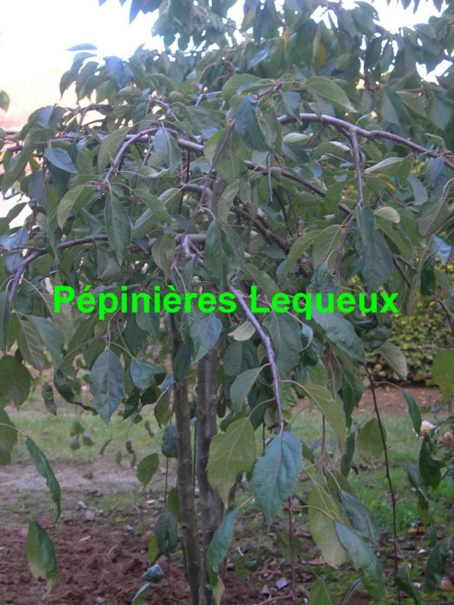 POMMIER A FLEURS Arbre Pleureur