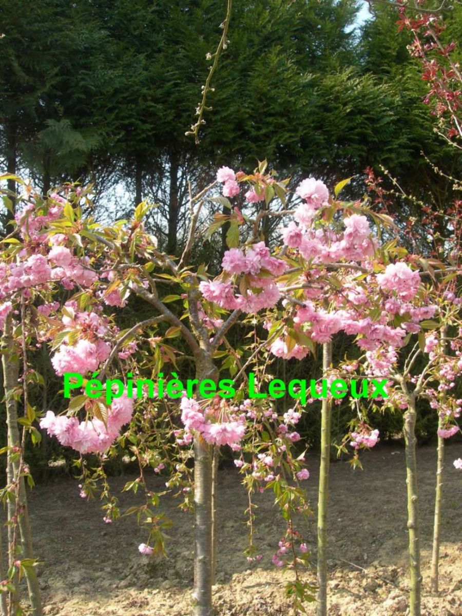 CERISIER A FLEURS Arbre Pleureur