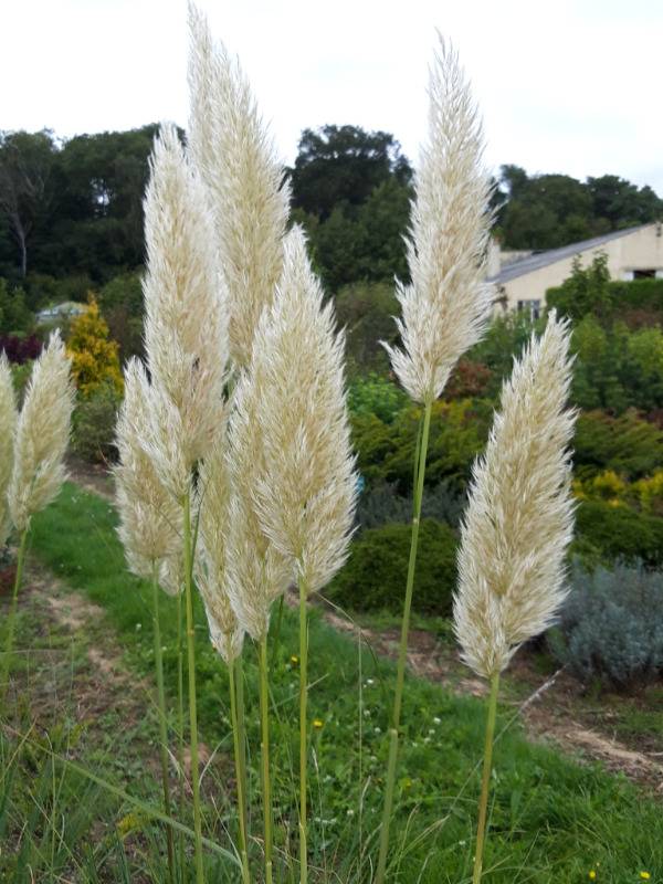 HERBE de la Pampa