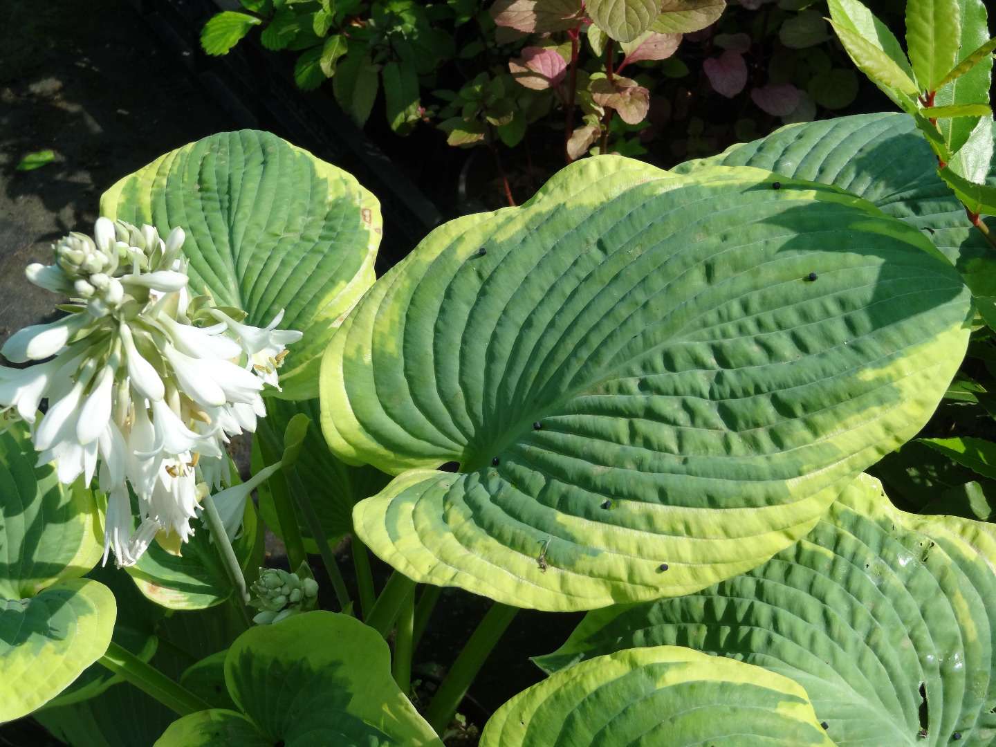 HOSTAS