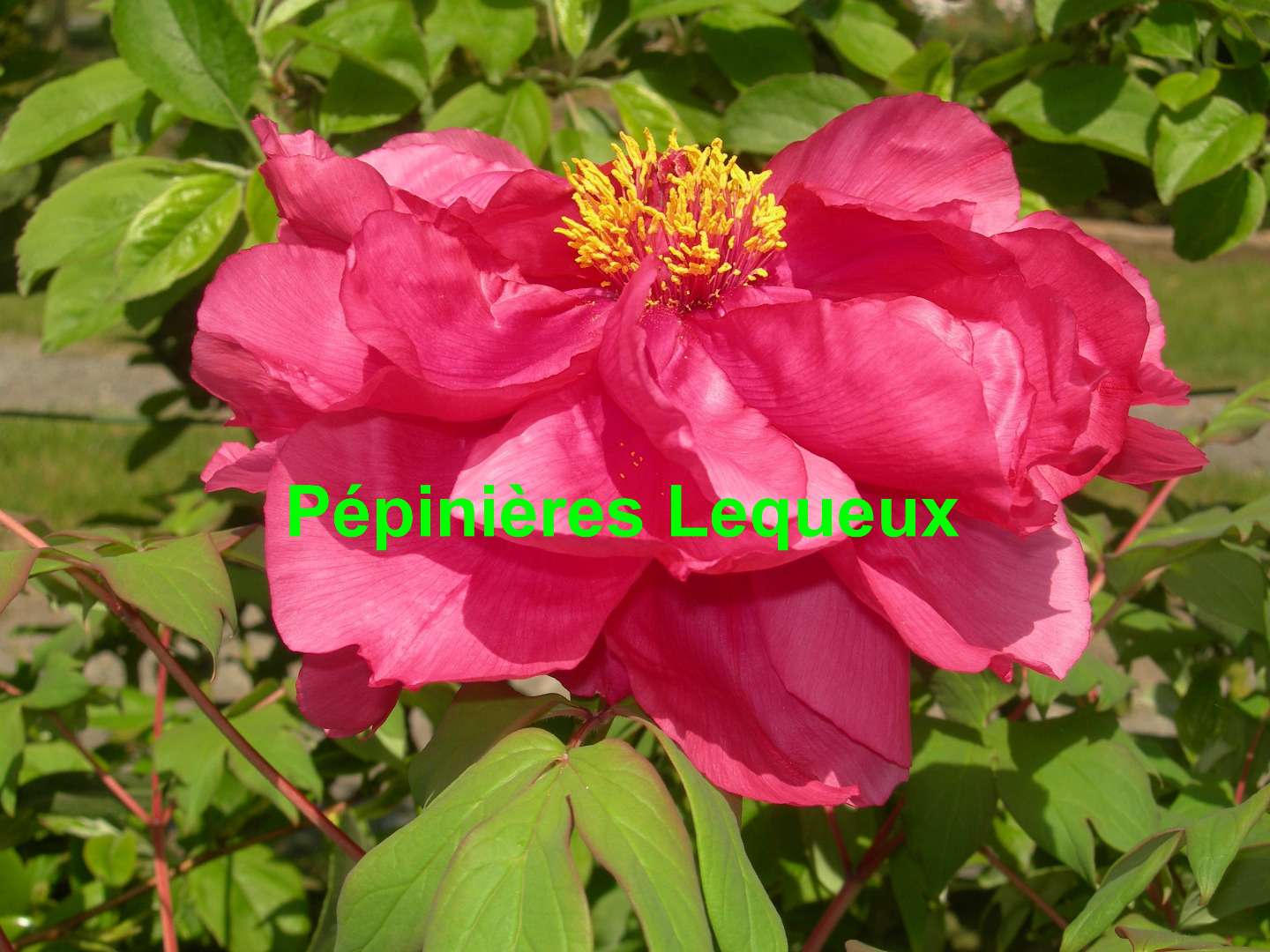 PIVOINE ARBUSTIVE