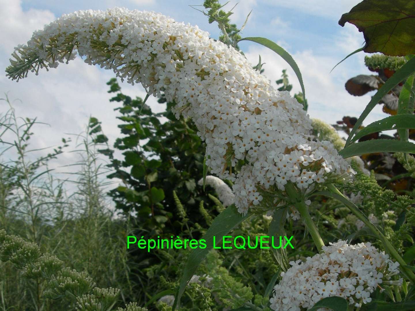 ARBRE AUX PAPILLONS BLANC