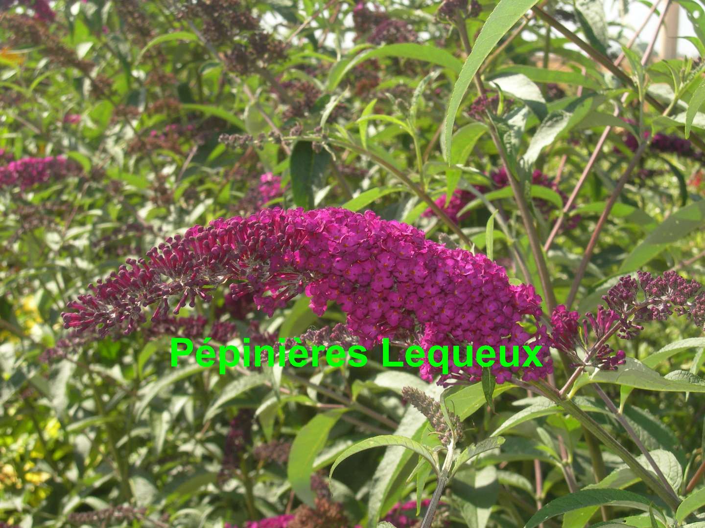 ARBRE AUX PAPILLONS ROUGE