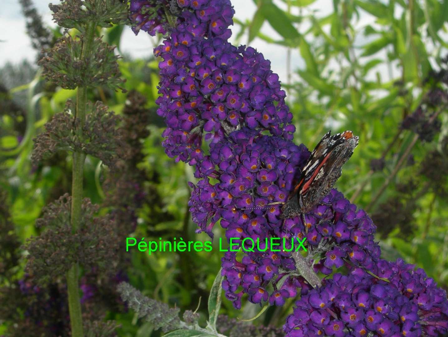 ARBRE AUX PAPILLONS VIOLET