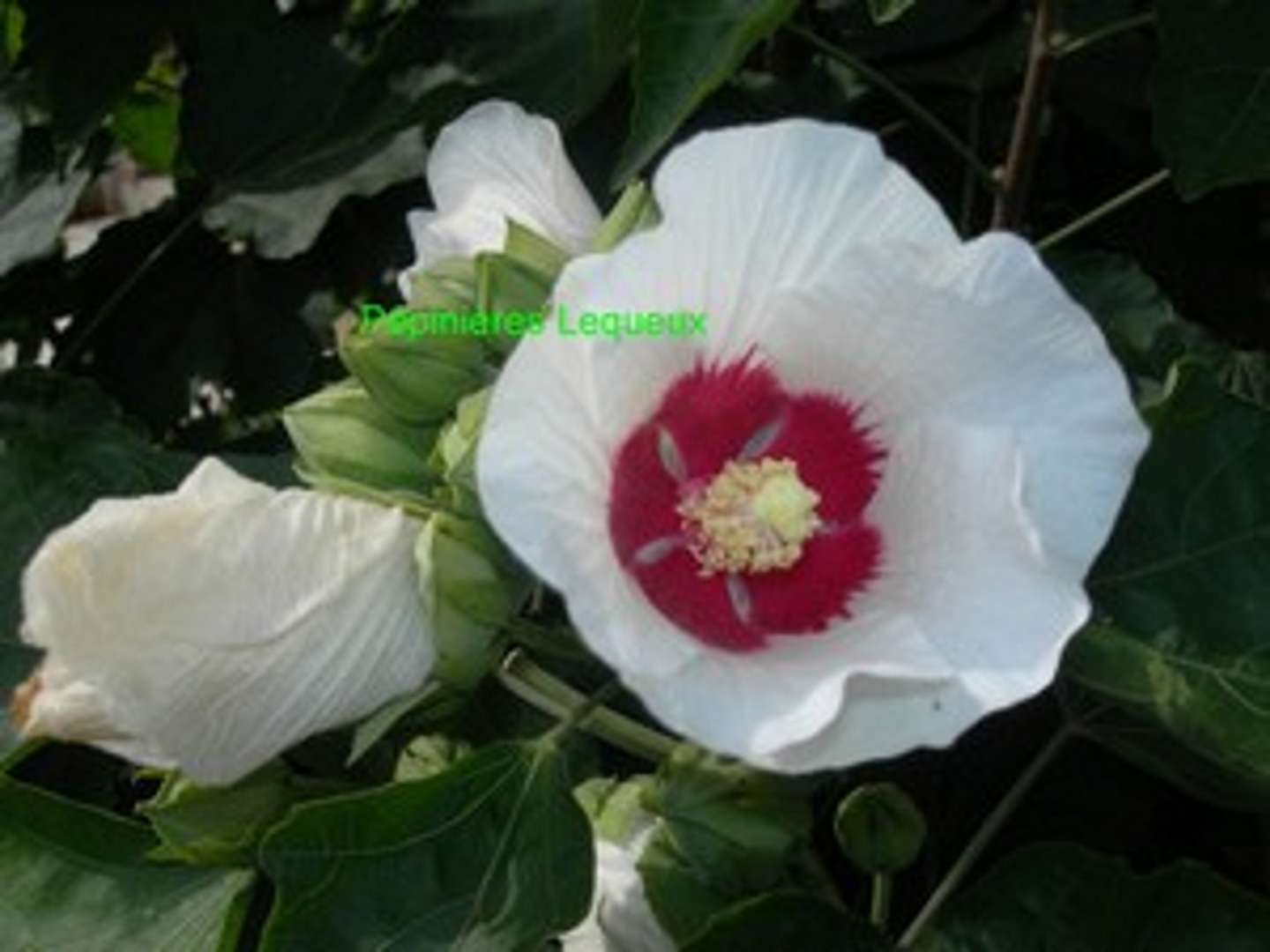 HIBISCUS SYRIACUS BLANC