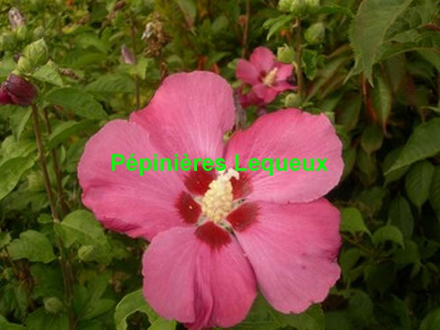 HIBISCUS SYRIACUS ROUGE