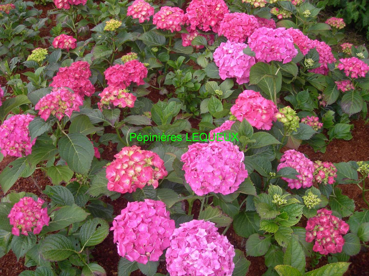 HORTENSIA ROSE