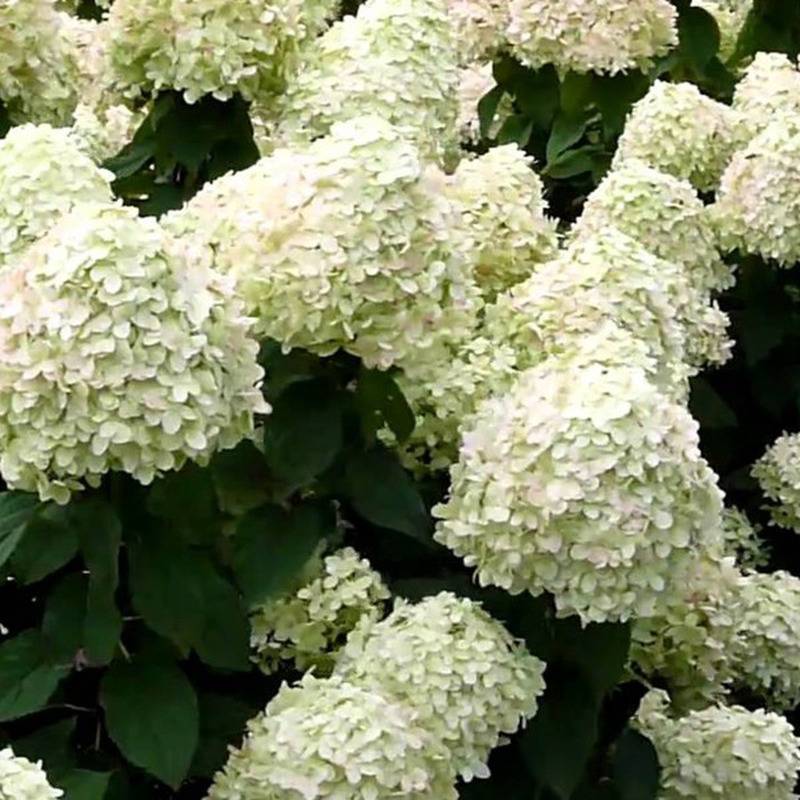 HORTENSIA GRANDIFLORA Hydrangea arborescens grandiflora