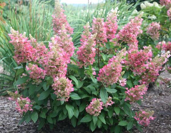 HORTENSIA BICOLORE Hydrangea paniculata Pinky Winky