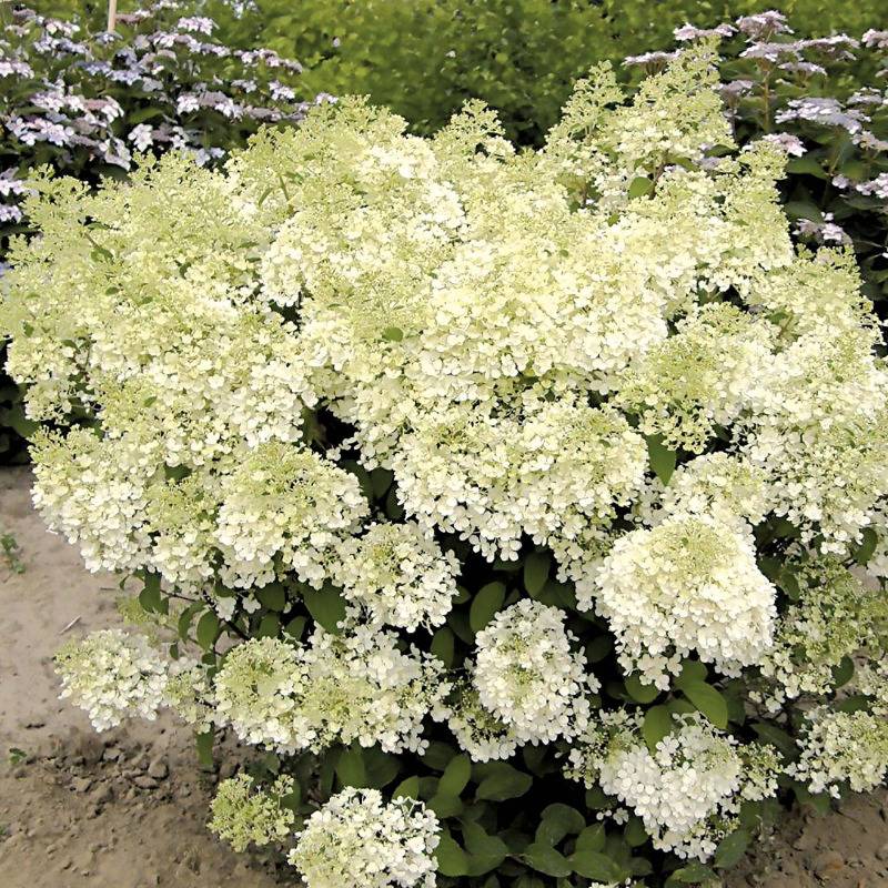 HORTENSIA BLANC Hydrangea paniculata ' Bobo'