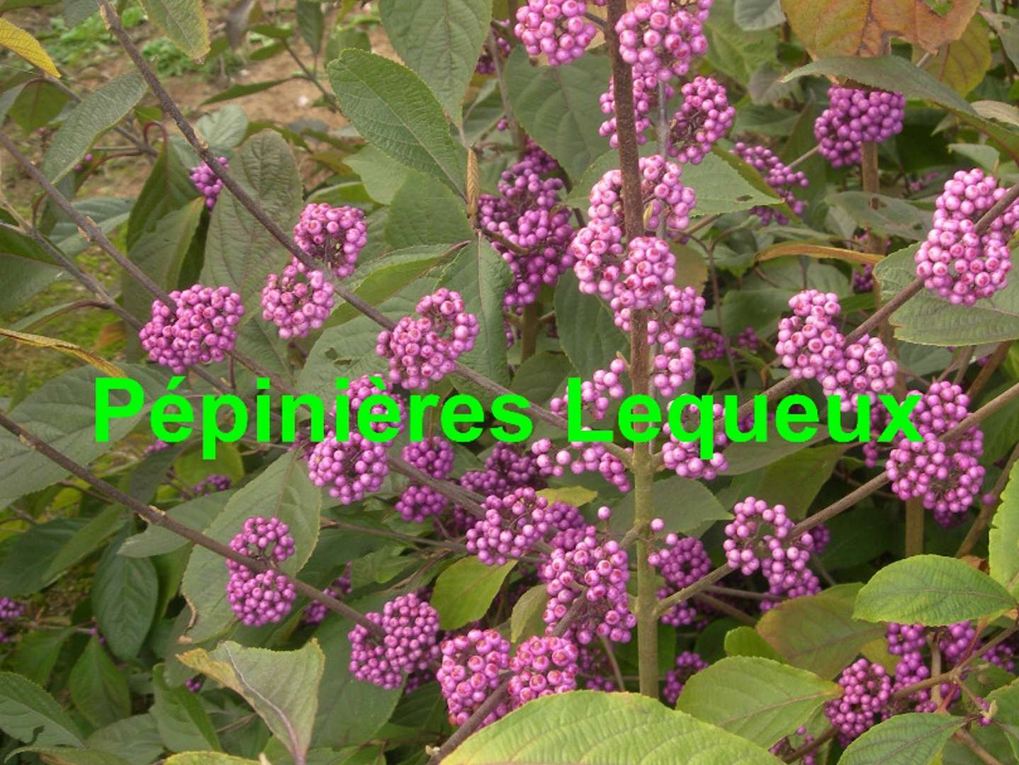 CALLICARPA 'PROFUSION'