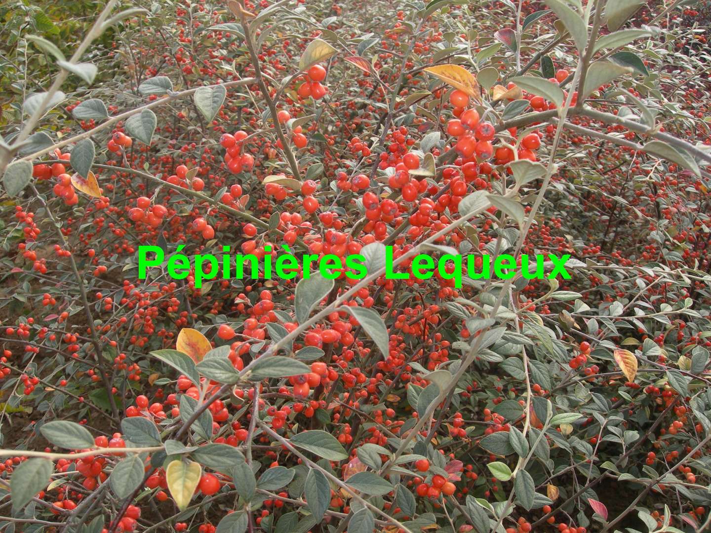 COTONEASTER FRANCHETTI