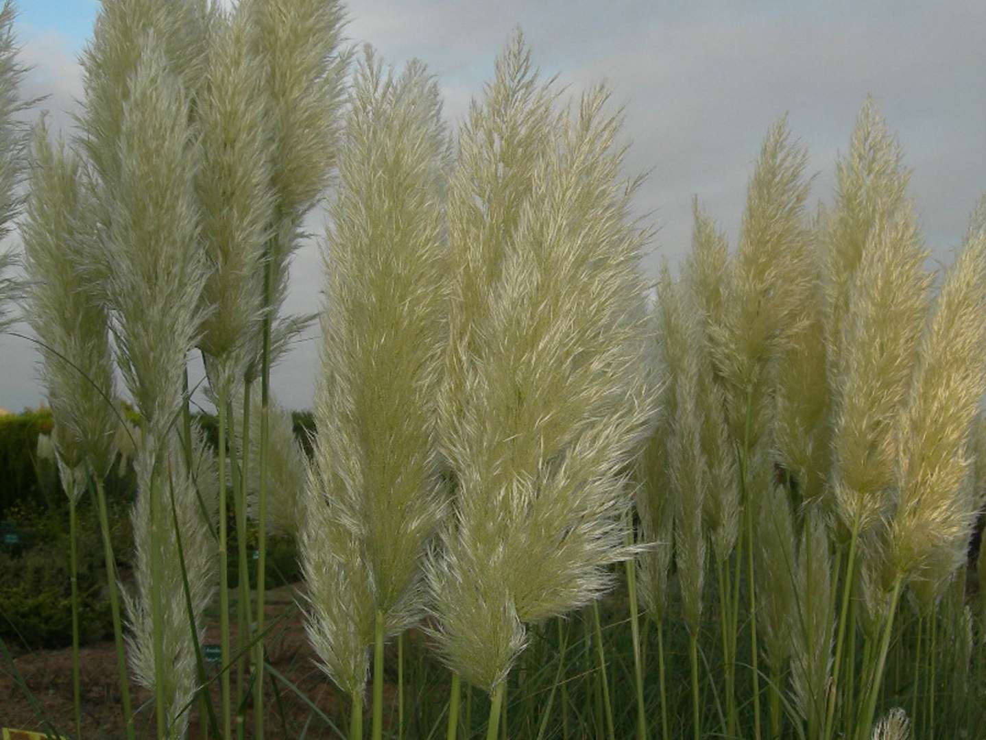HERBE DE LA PAMPA