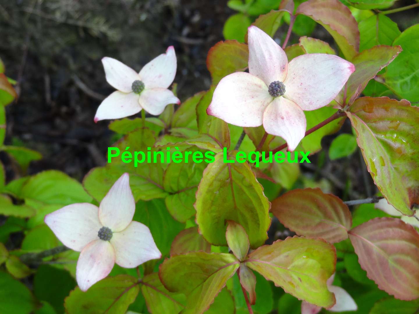 CORNUS KOUSA