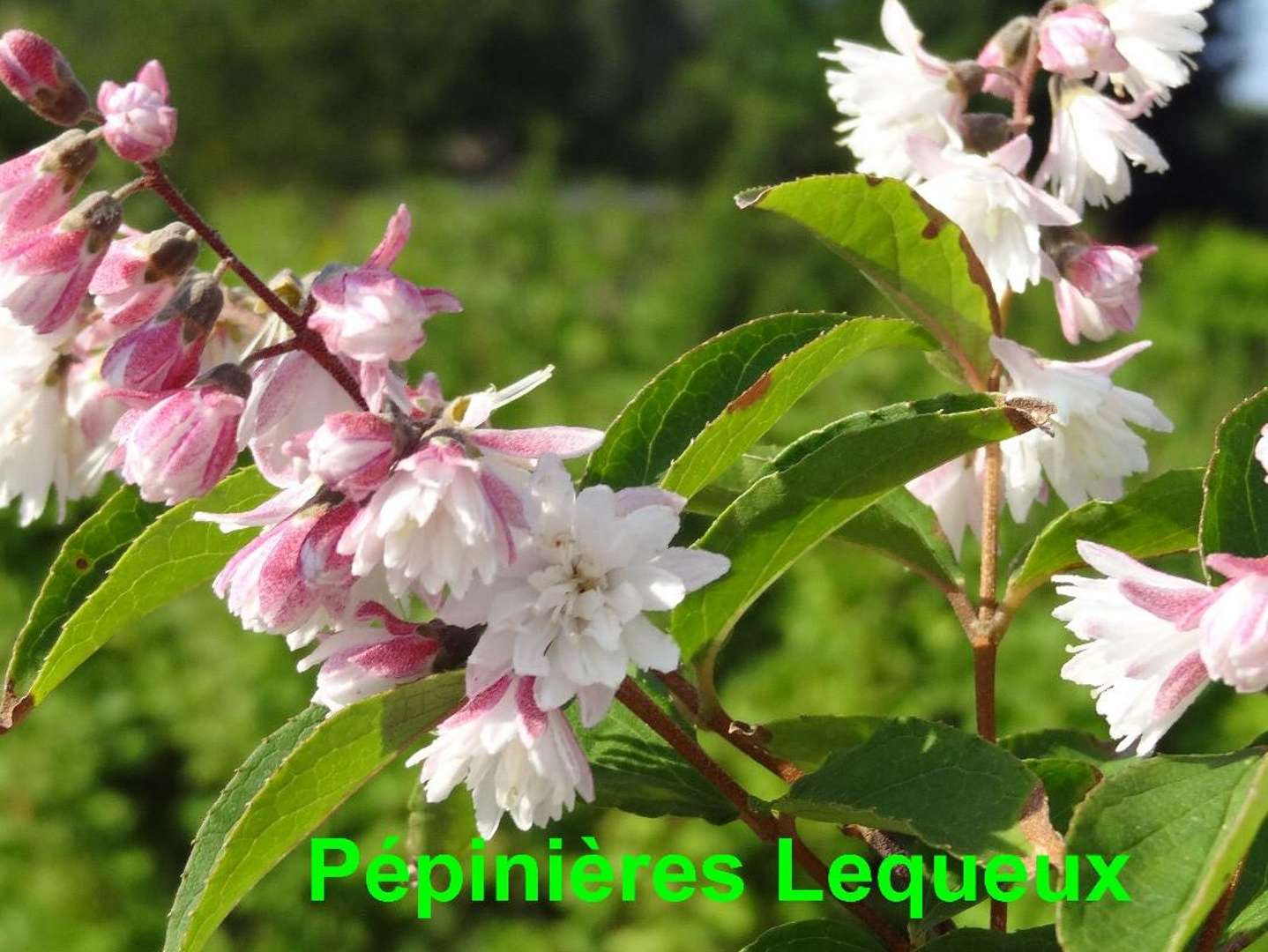 DEUTZIA PRIDE OF ROCHESTER