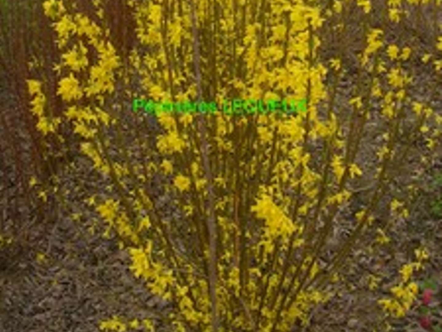 FORSYTHIA SPECTABILIS