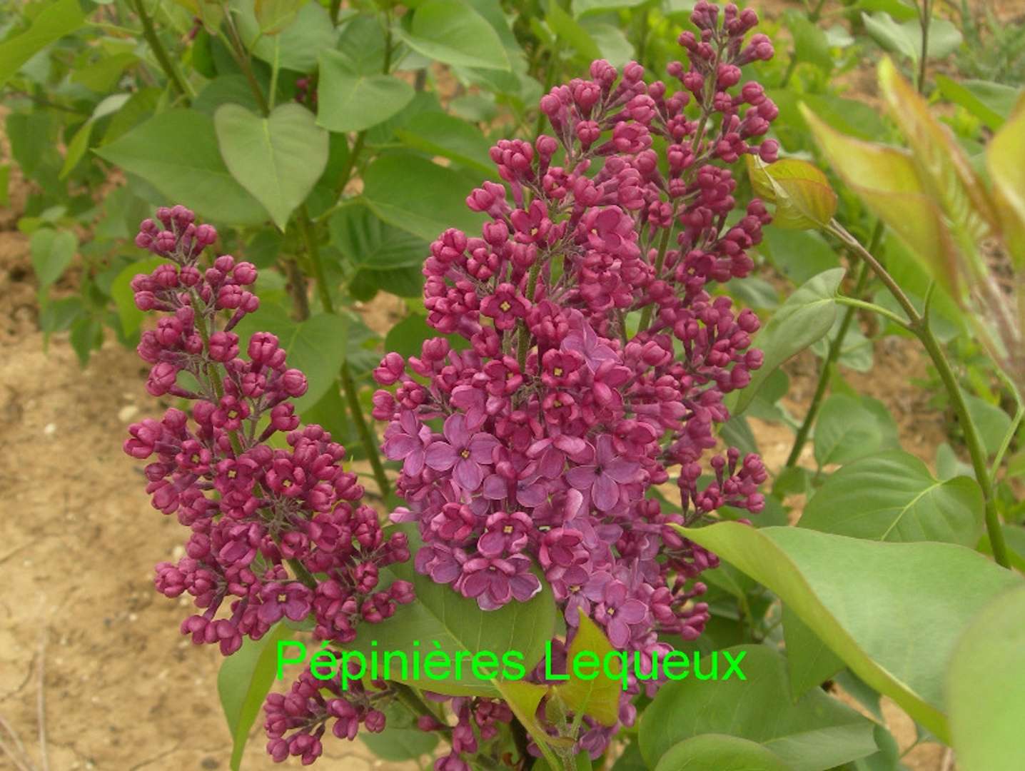 LILAS POURPRE