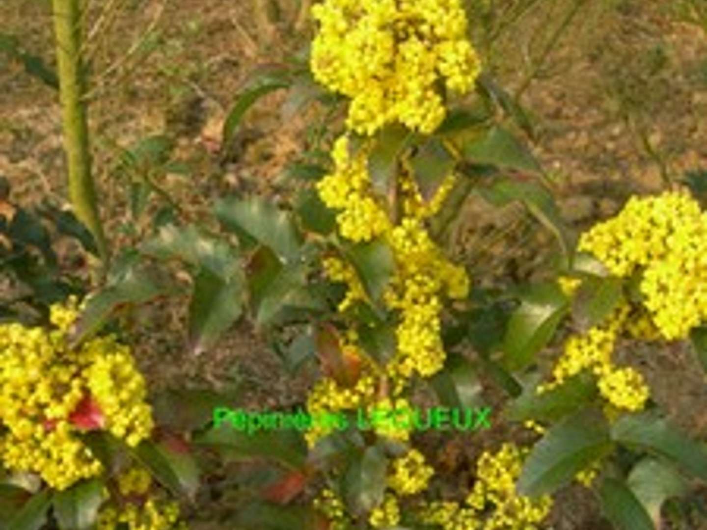 MAHONIA AQUIFOLIUM