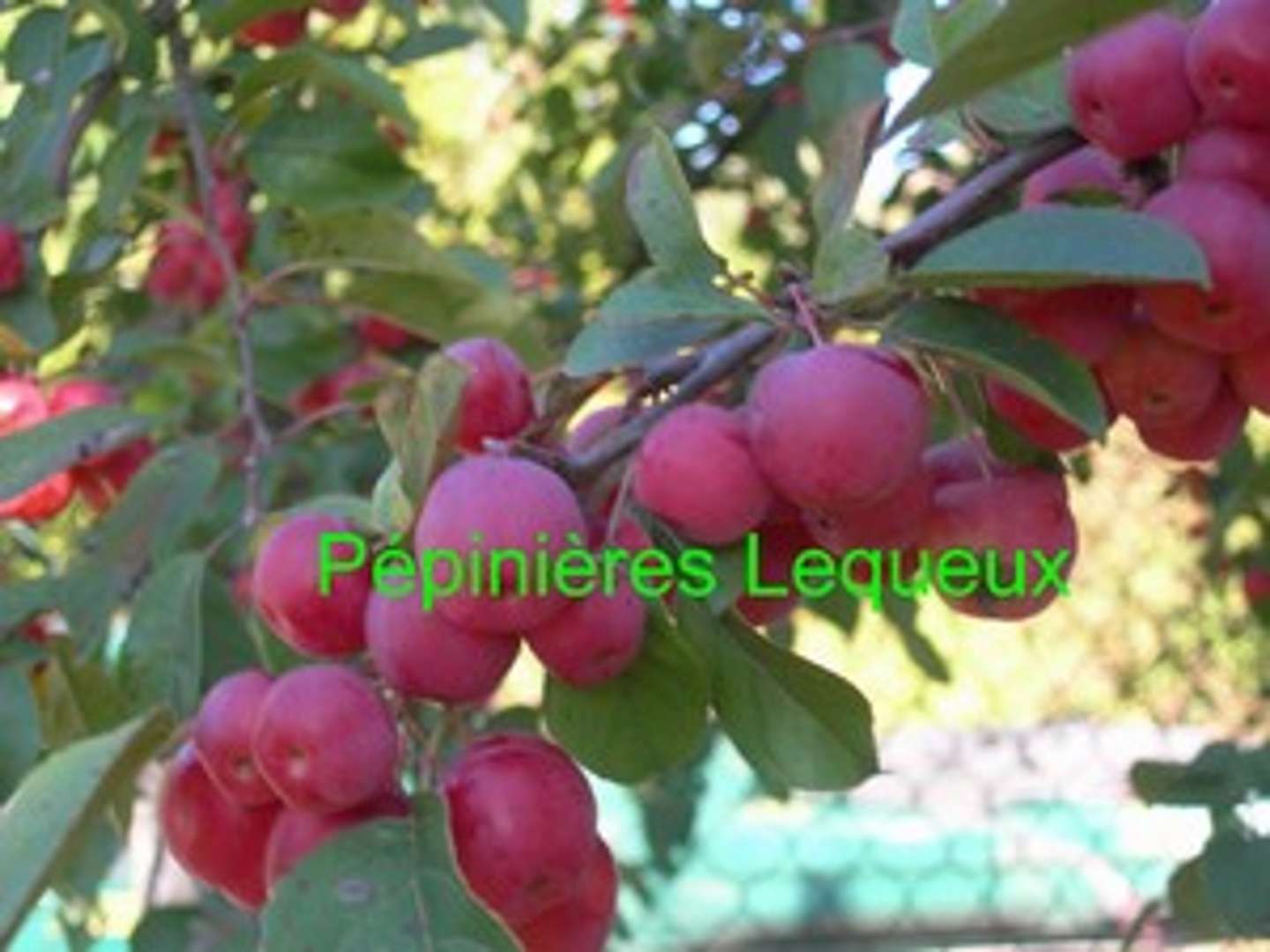 MALUS FLORIBUNDA RED SENTINEL