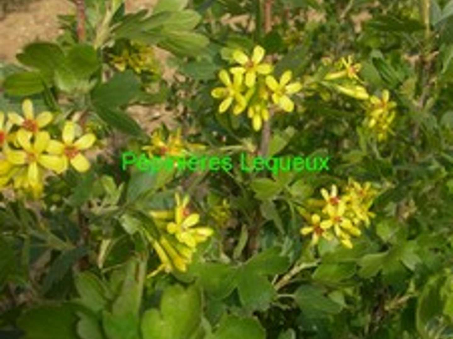 RIBES AUREUM