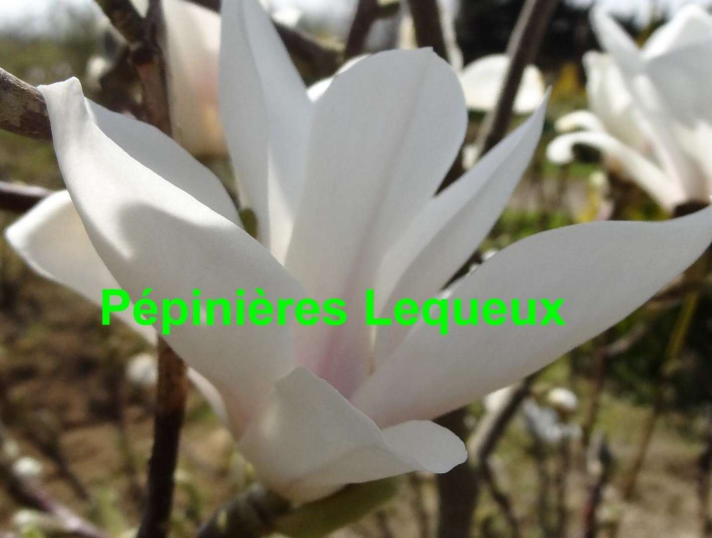 MAGNOLIA AMABILIS