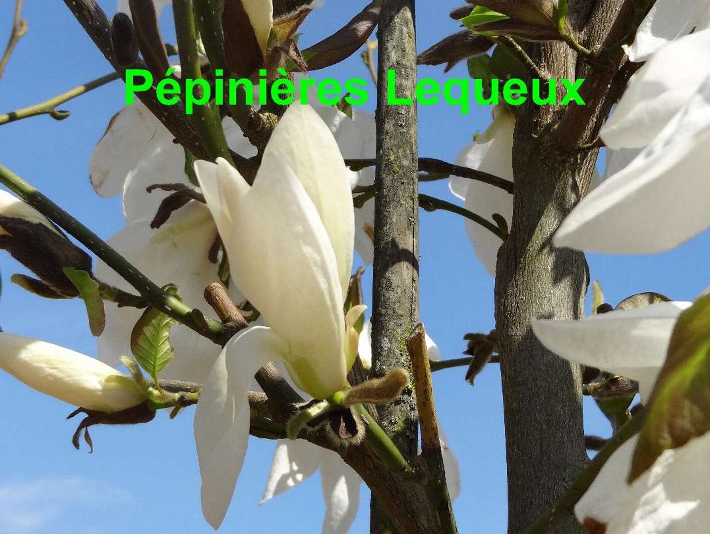 MAGNOLIA TIGE BLANC