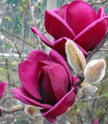 MAGNOLIA GENIE