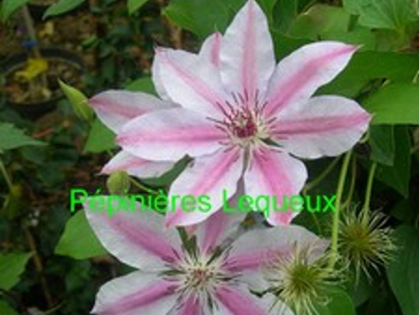 CLEMATITE A GRANDES FLEURS